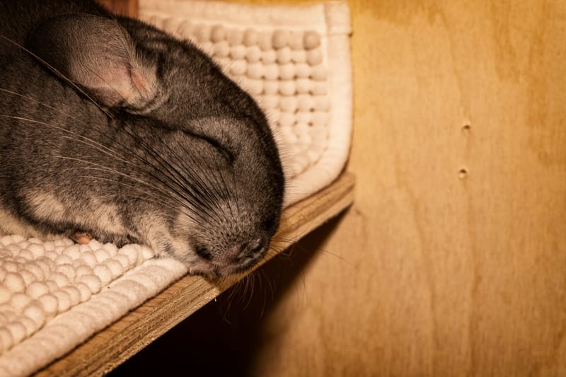 Photo from “Chinchillas”