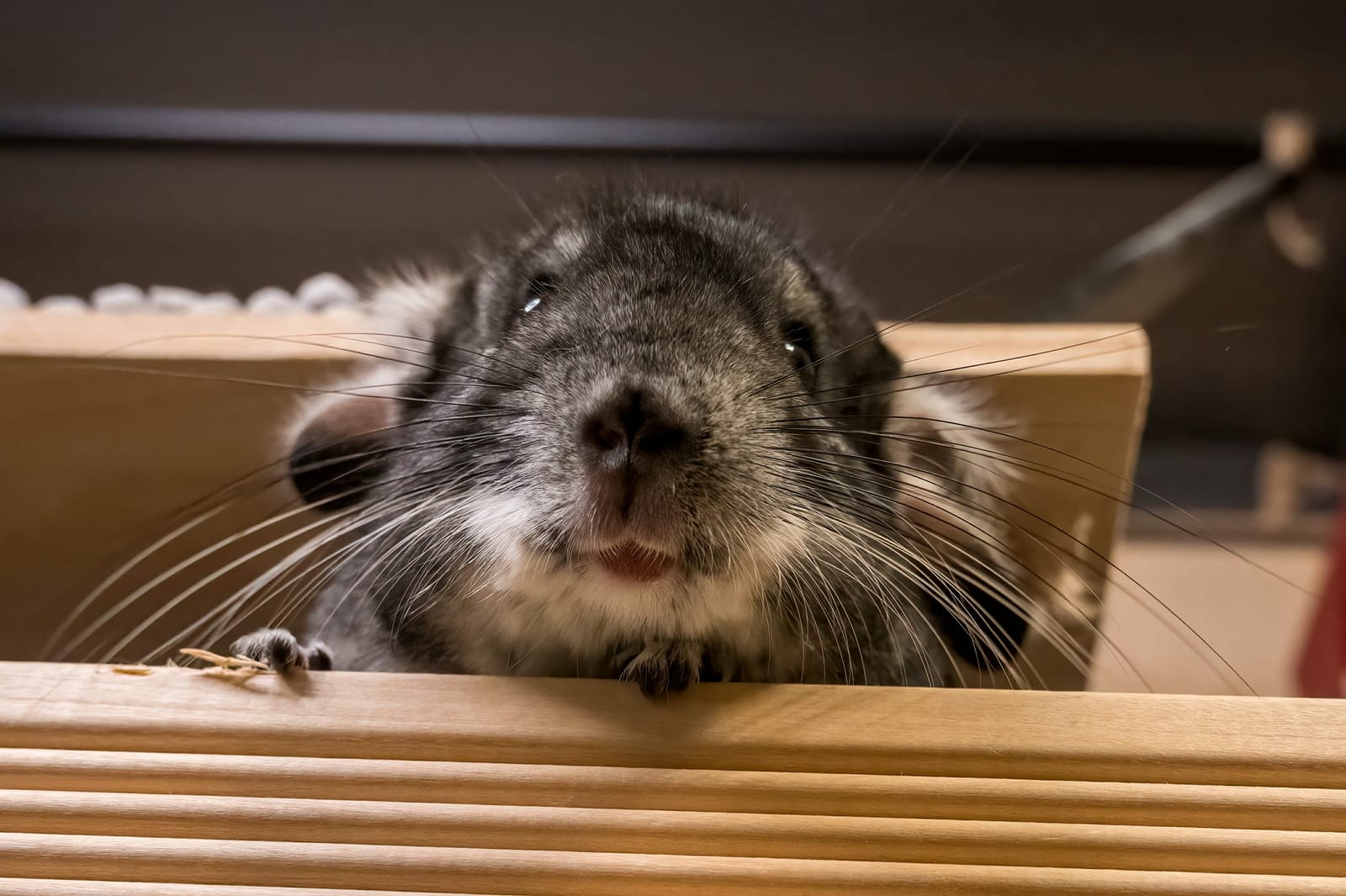 Photo from “Chinchillas”