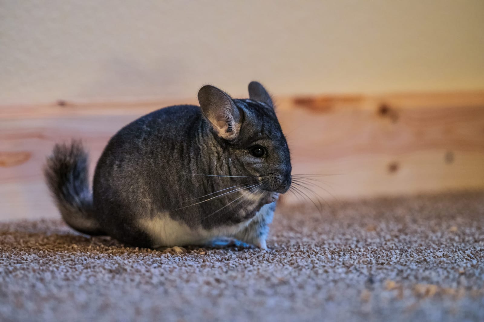 Photo from “Chinchillas”