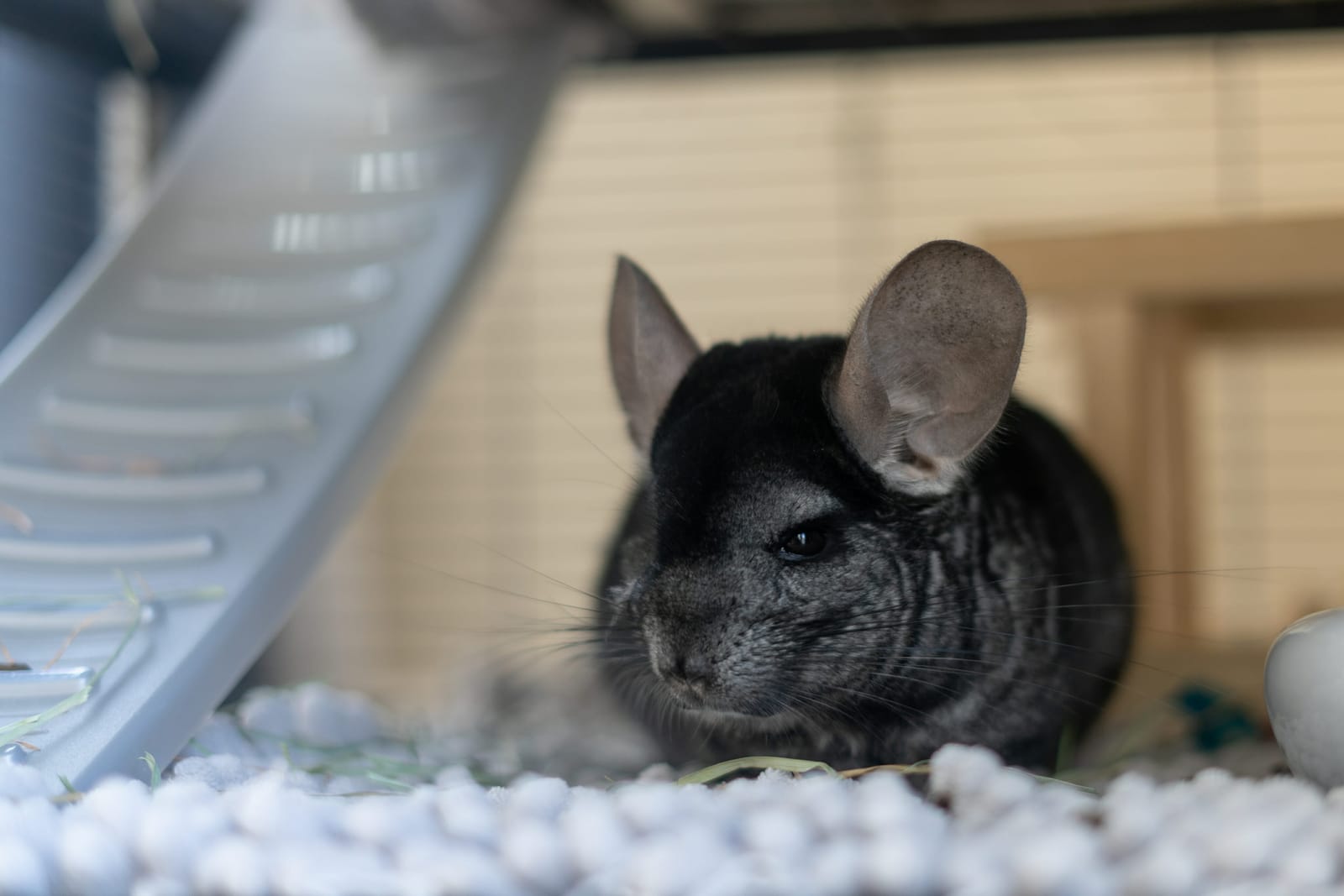Photo from “Chinchillas”