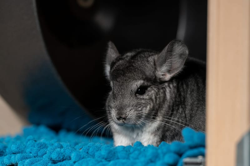 Photo from “Chinchillas”