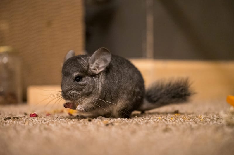 Photo from “Chinchillas”