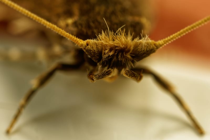 Photo from “Close-up”