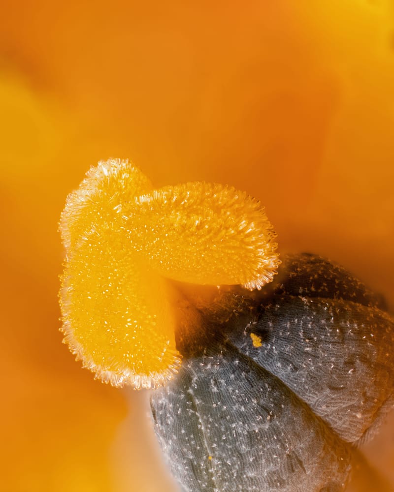 Photo from “Close-up”