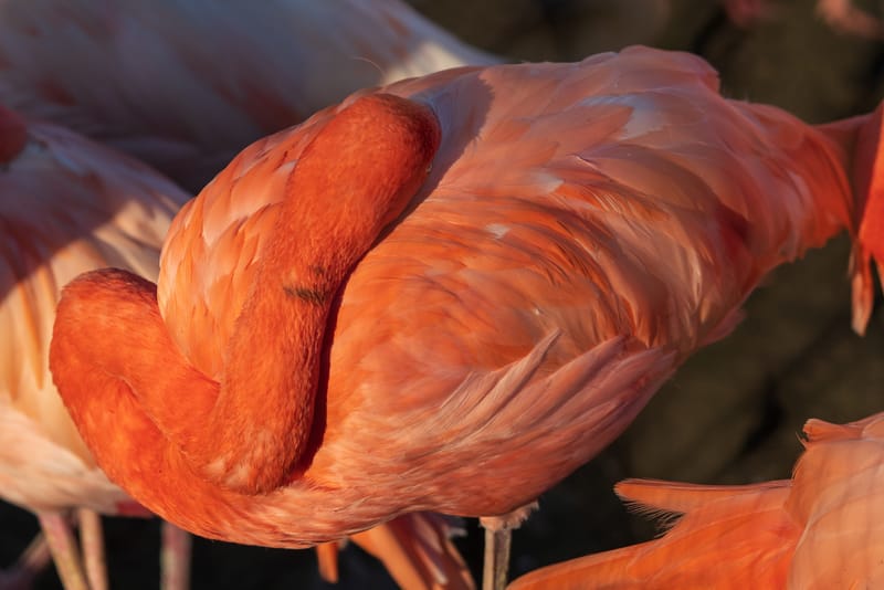 Photo from “Copenhagen Zoo”