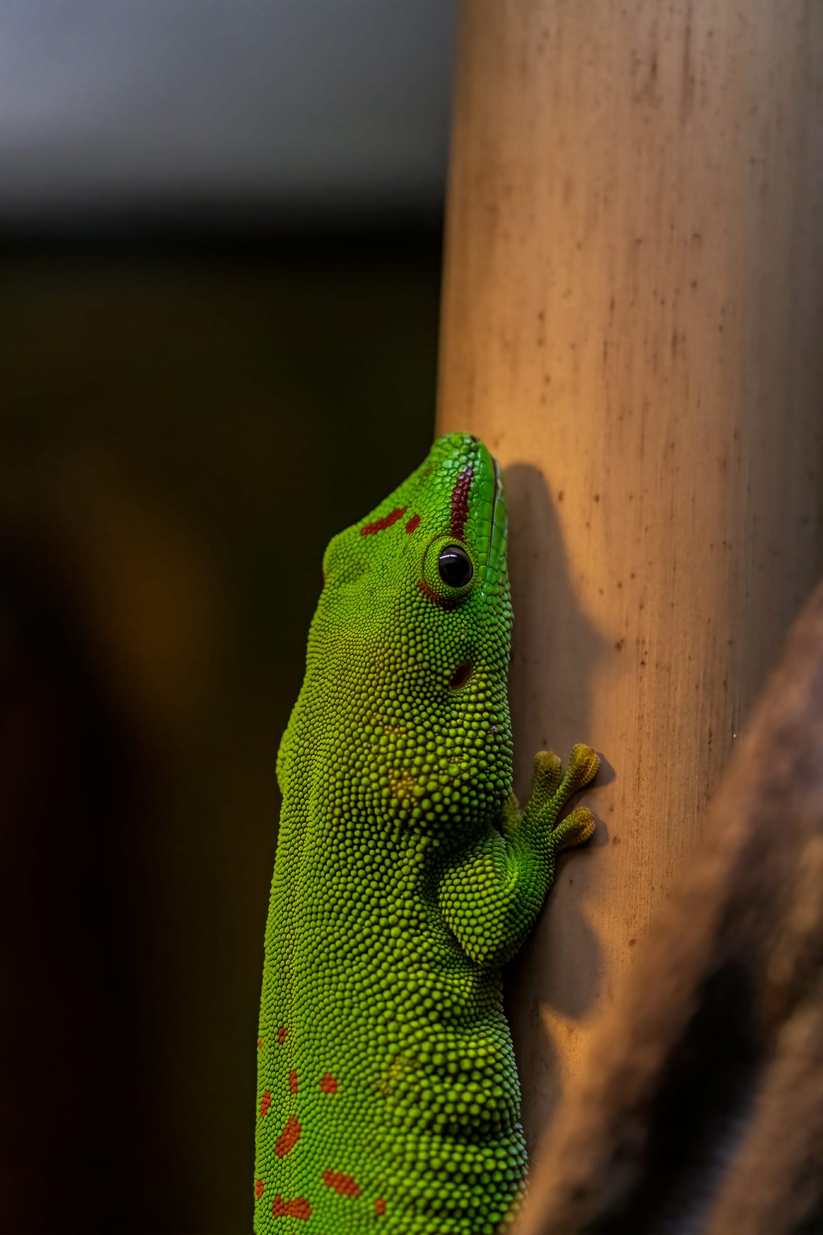 Photo from “Copenhagen Zoo”