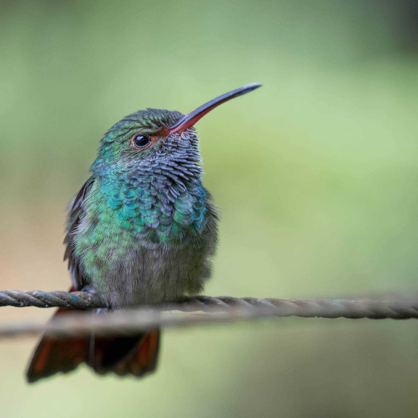 Photo from “Costa Rica”