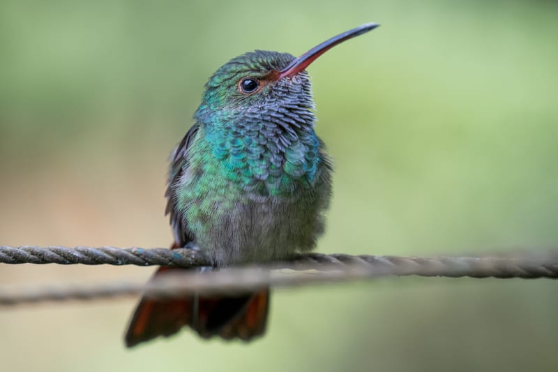 Photo from “Costa Rica”