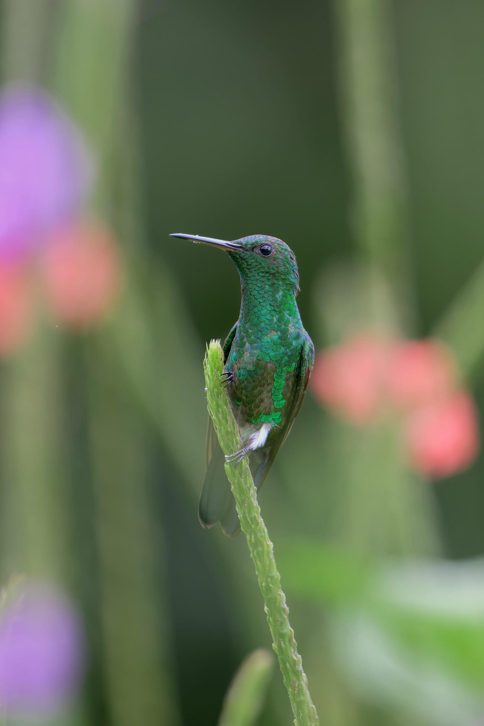 Photo from “Costa Rica - June”