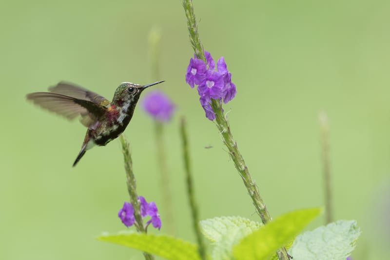Photo from “Costa Rica - June”