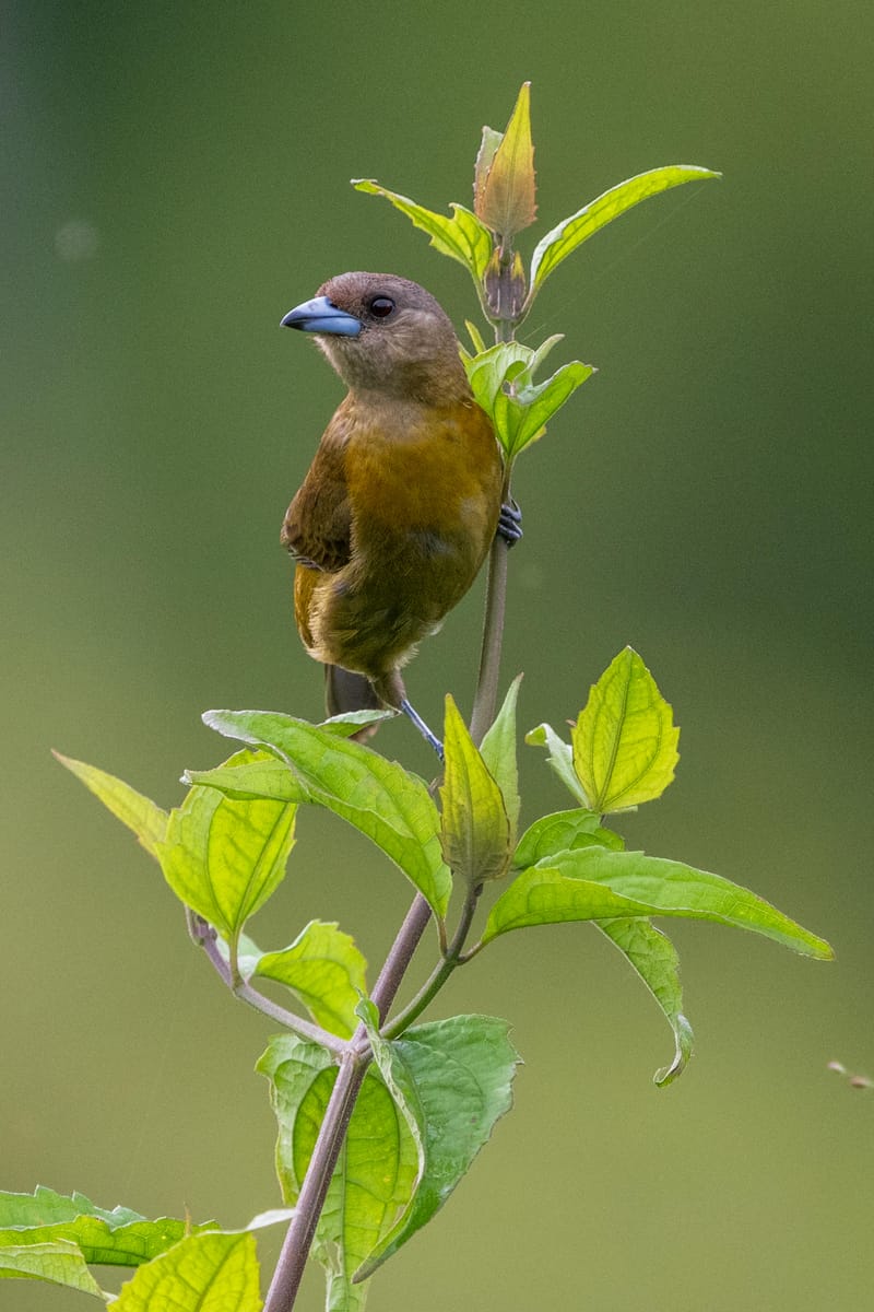 Photo from “Costa Rica - June”