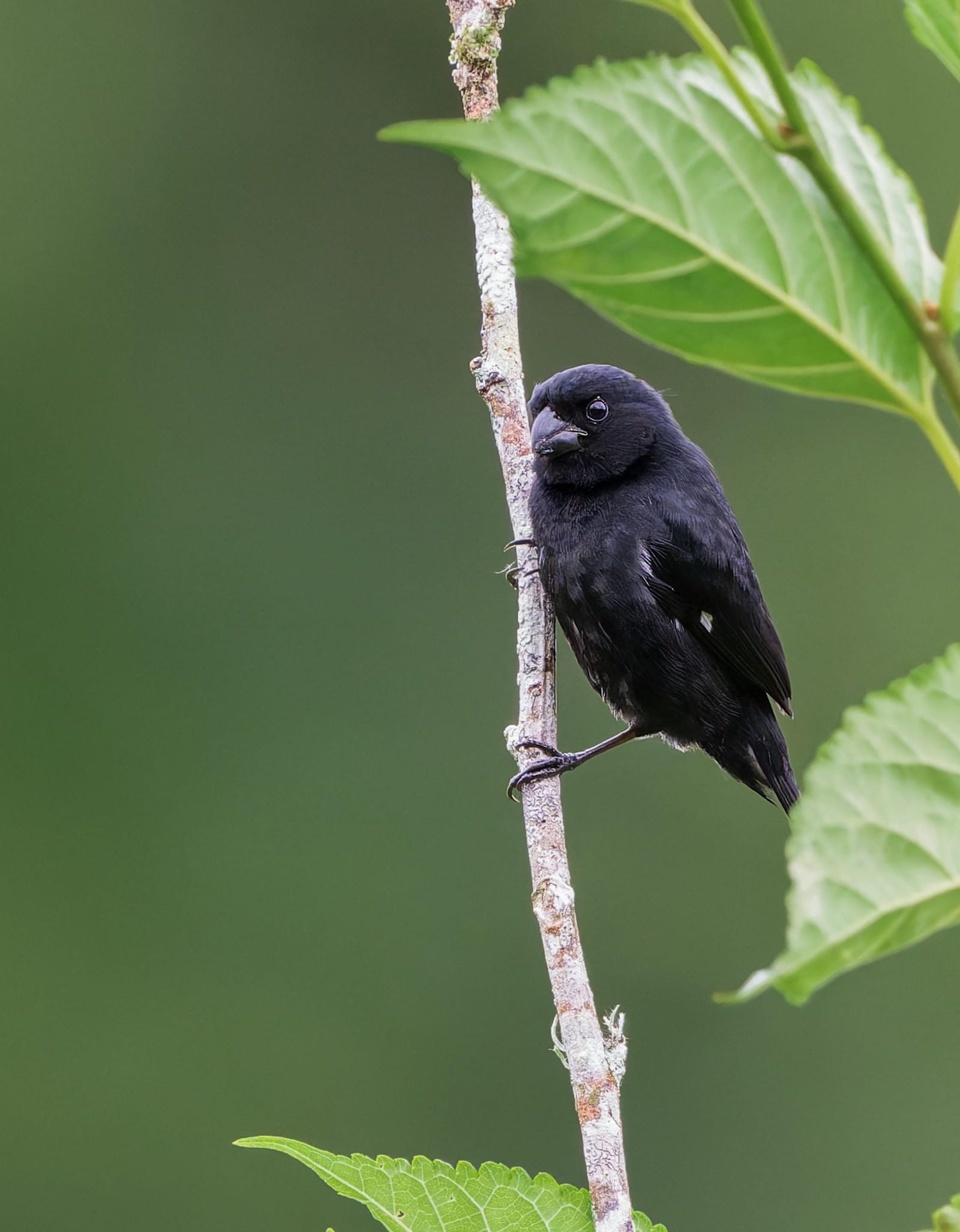 Photo from “Costa Rica - June”