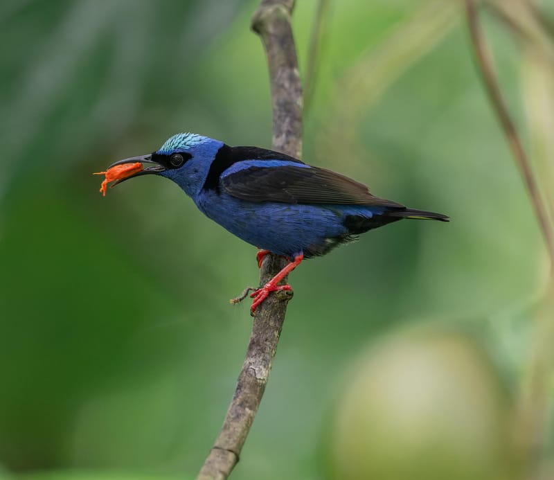 Photo from “Costa Rica - June”