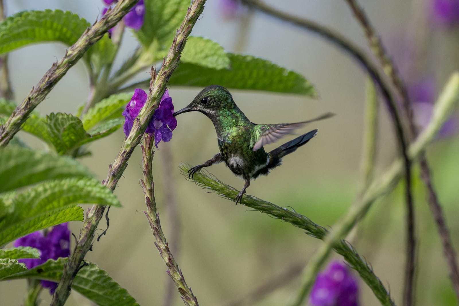 Photo from “Costa Rica - June”