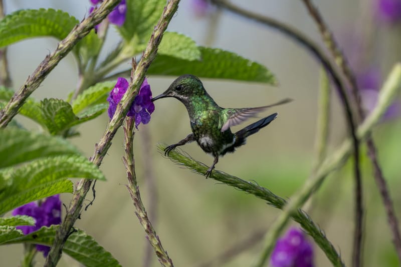 Photo from “Costa Rica - June”