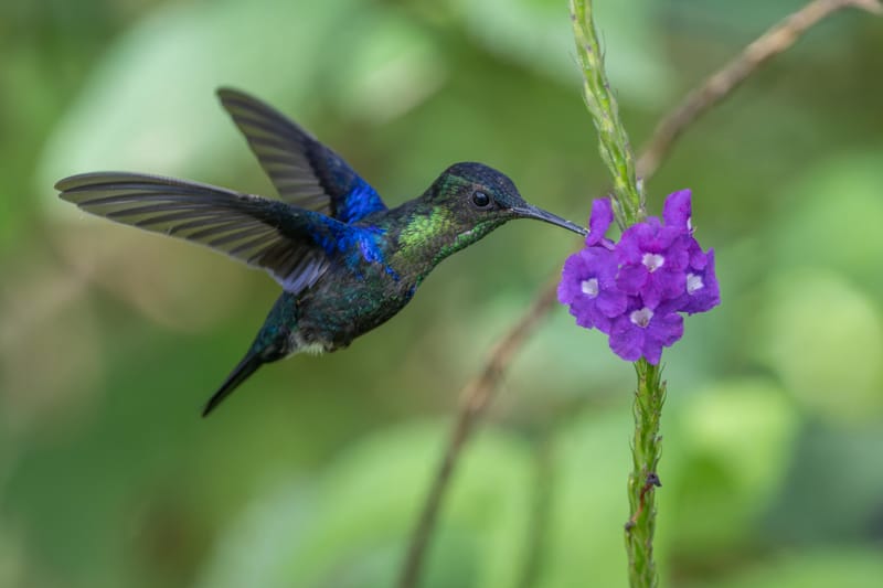 Photo from “Costa Rica - June”
