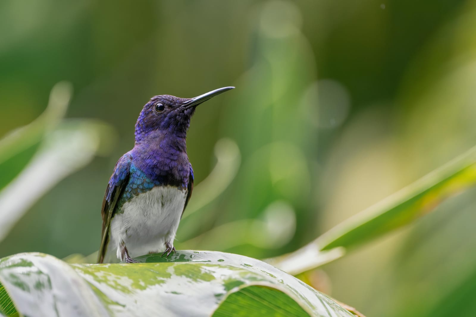 Photo from “Costa Rica - June”