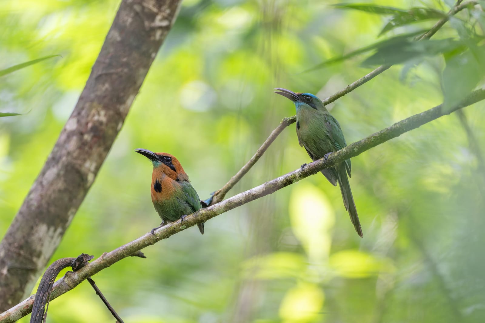 Photo from “Costa Rica - June”