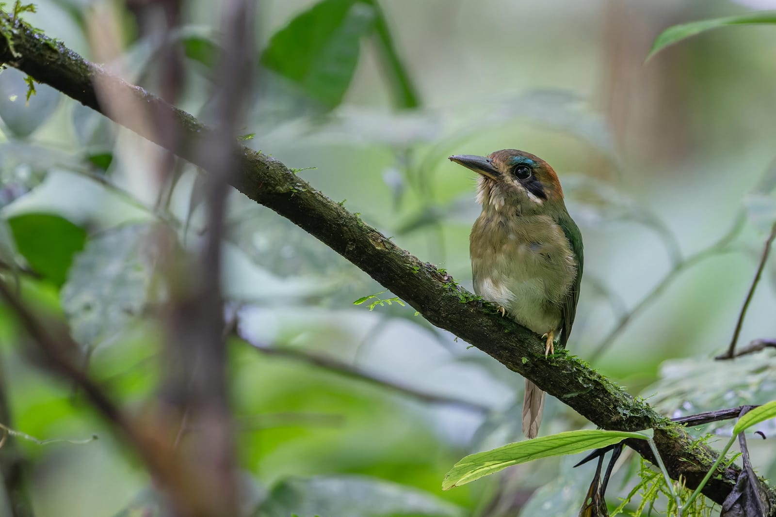 Photo from “Costa Rica - June”