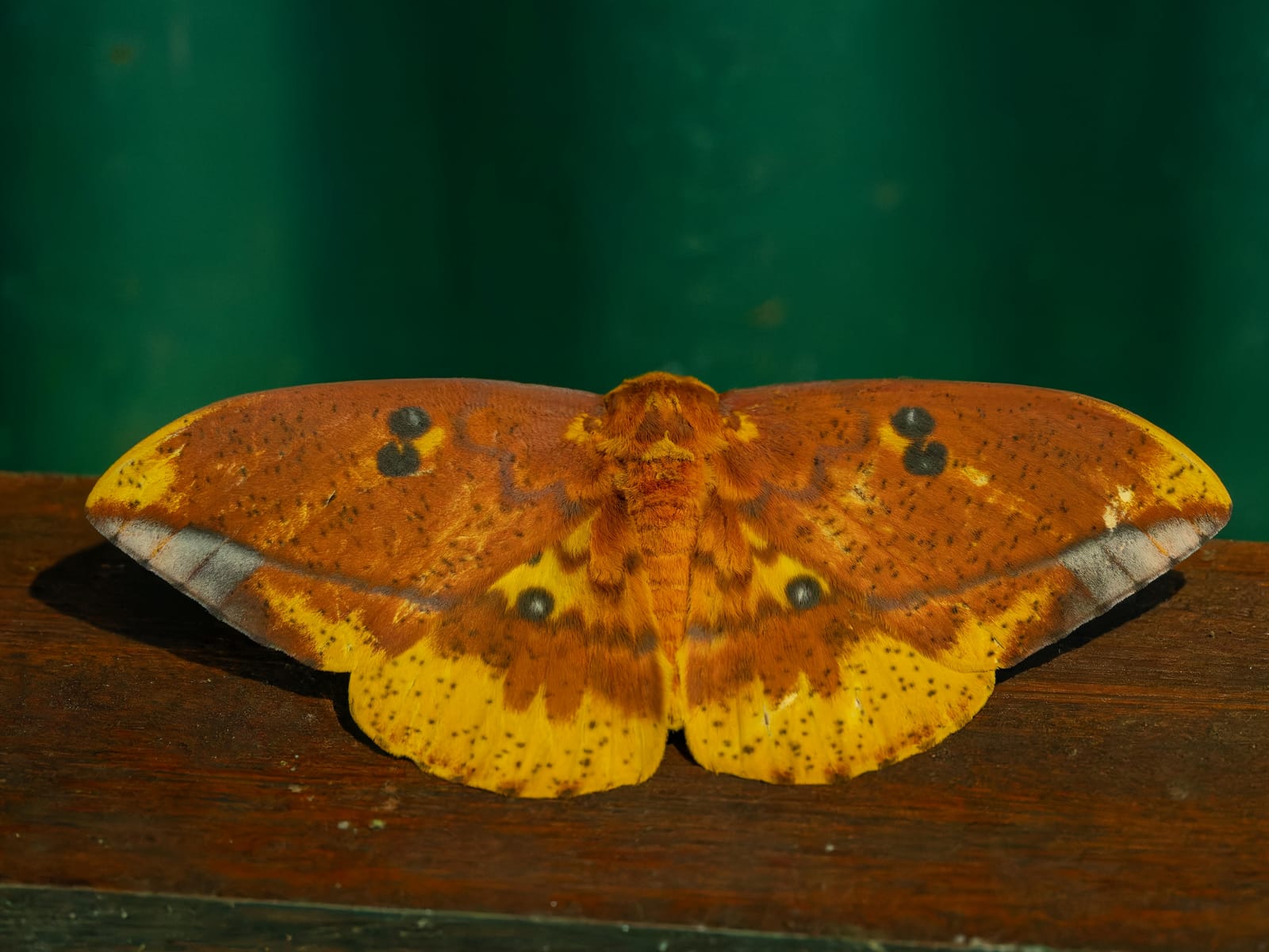Photo from “Costa Rica - June”