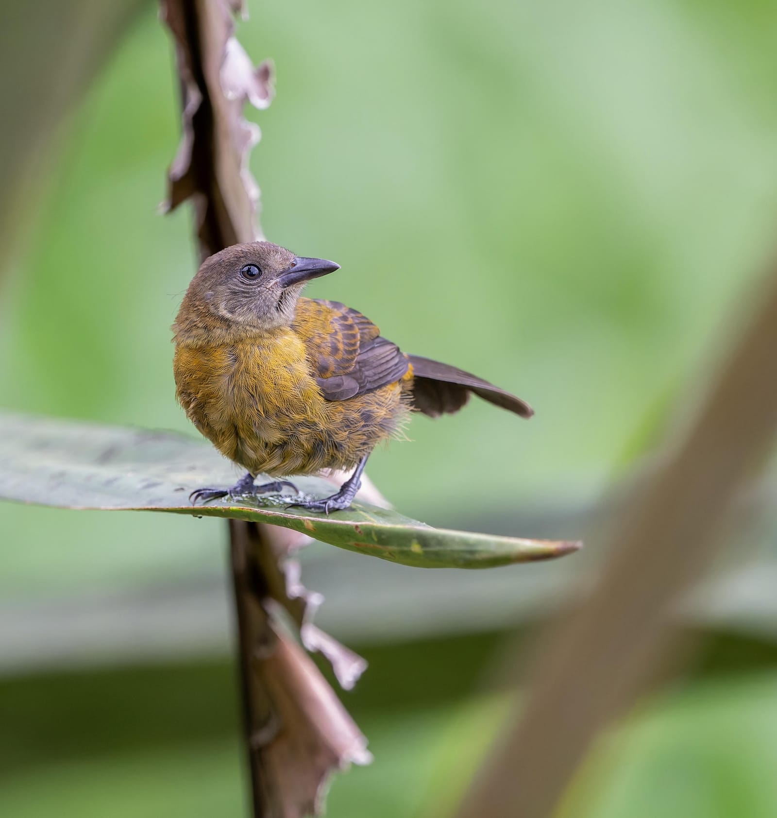Photo from “Costa Rica - June”