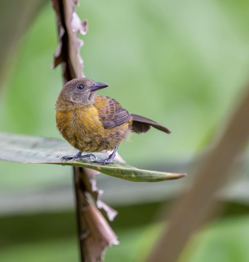 Photo from “Costa Rica - June”