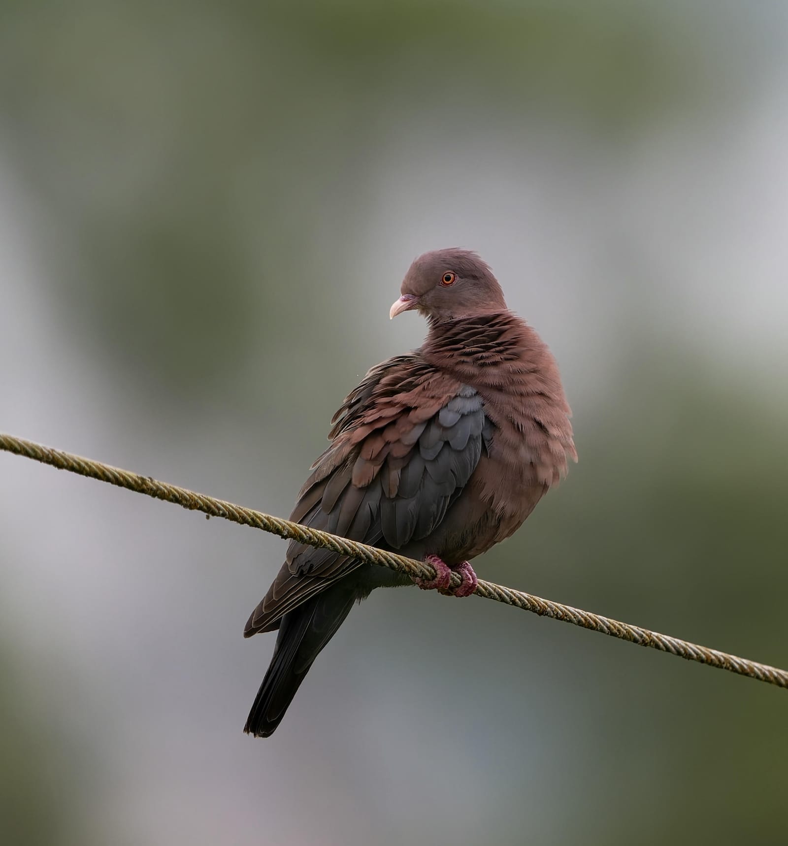 Photo from “Costa Rica - June”