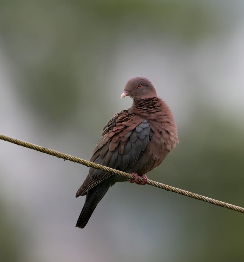 Photo from “Costa Rica - June”