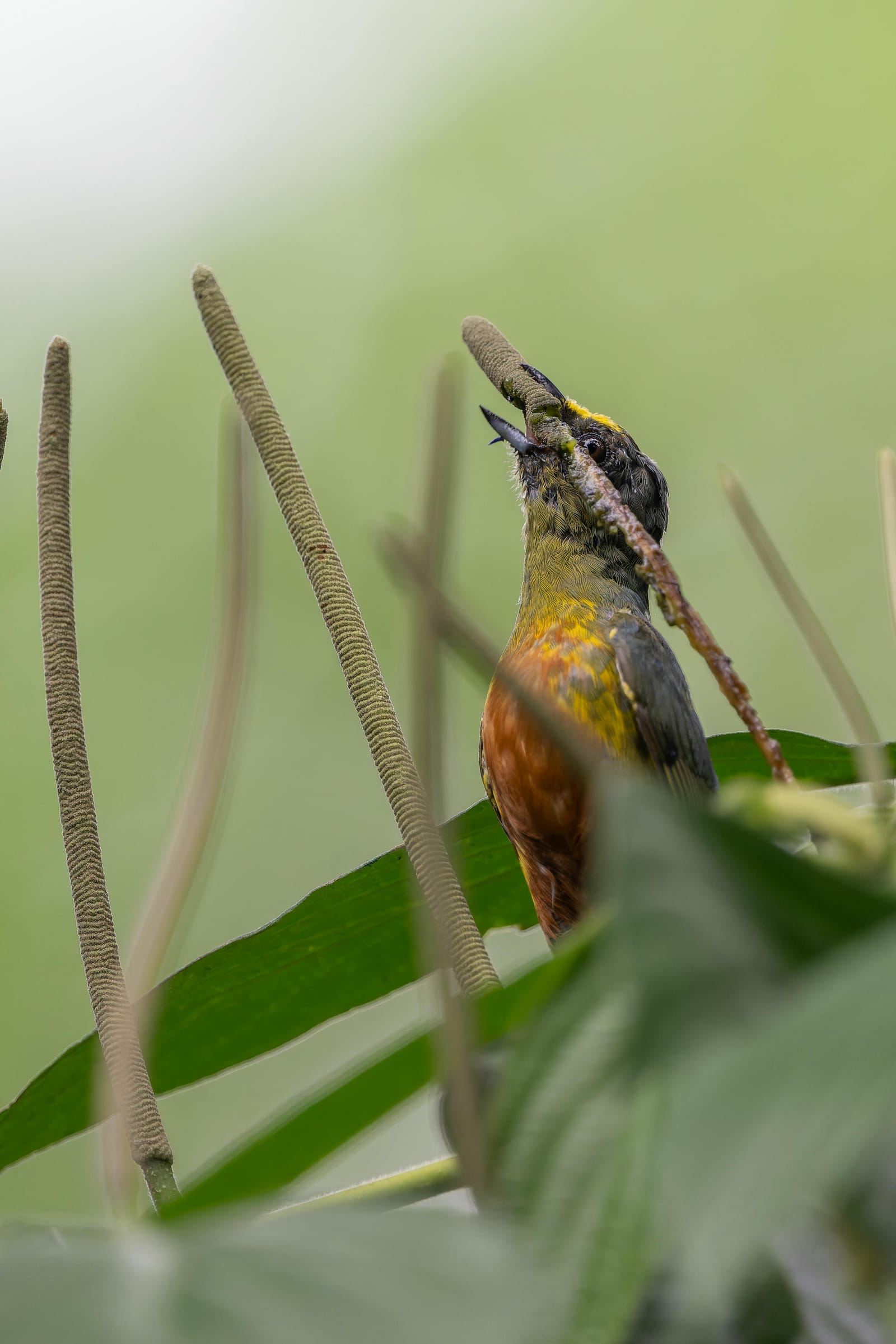 Photo from “Costa Rica - June”
