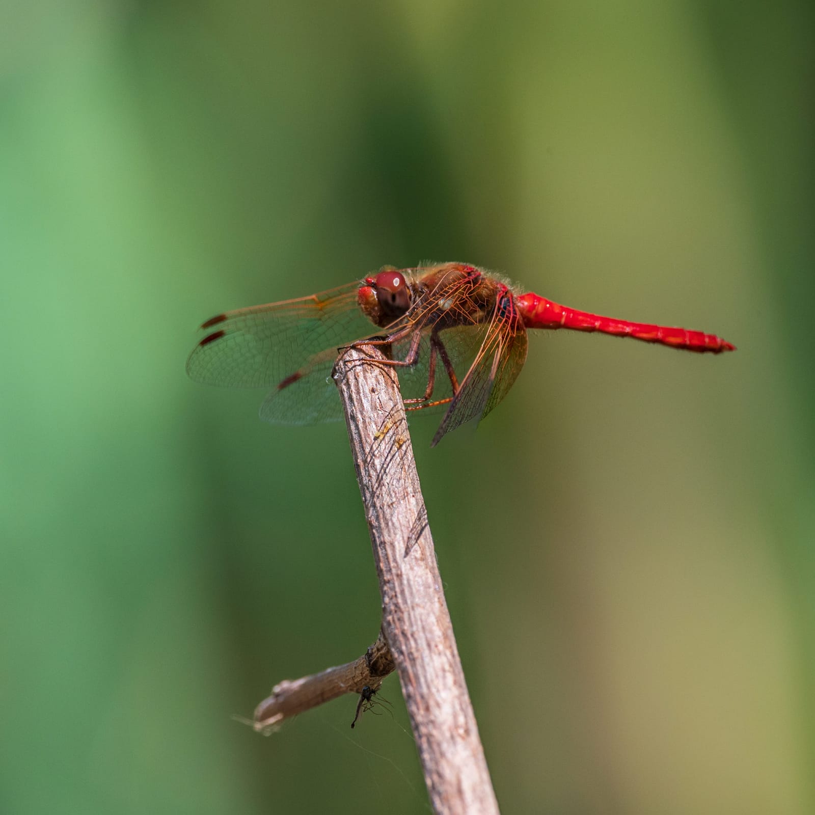 Photo from “Dragonflies”