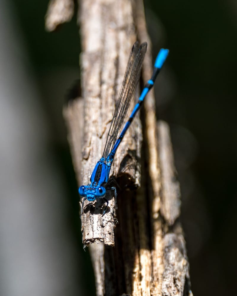 Photo from “Dragonflies”