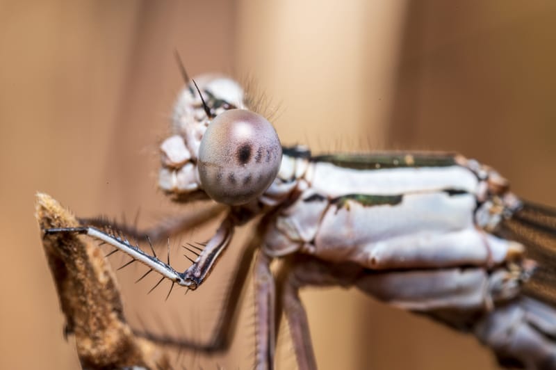 Photo from “Dragonflies”