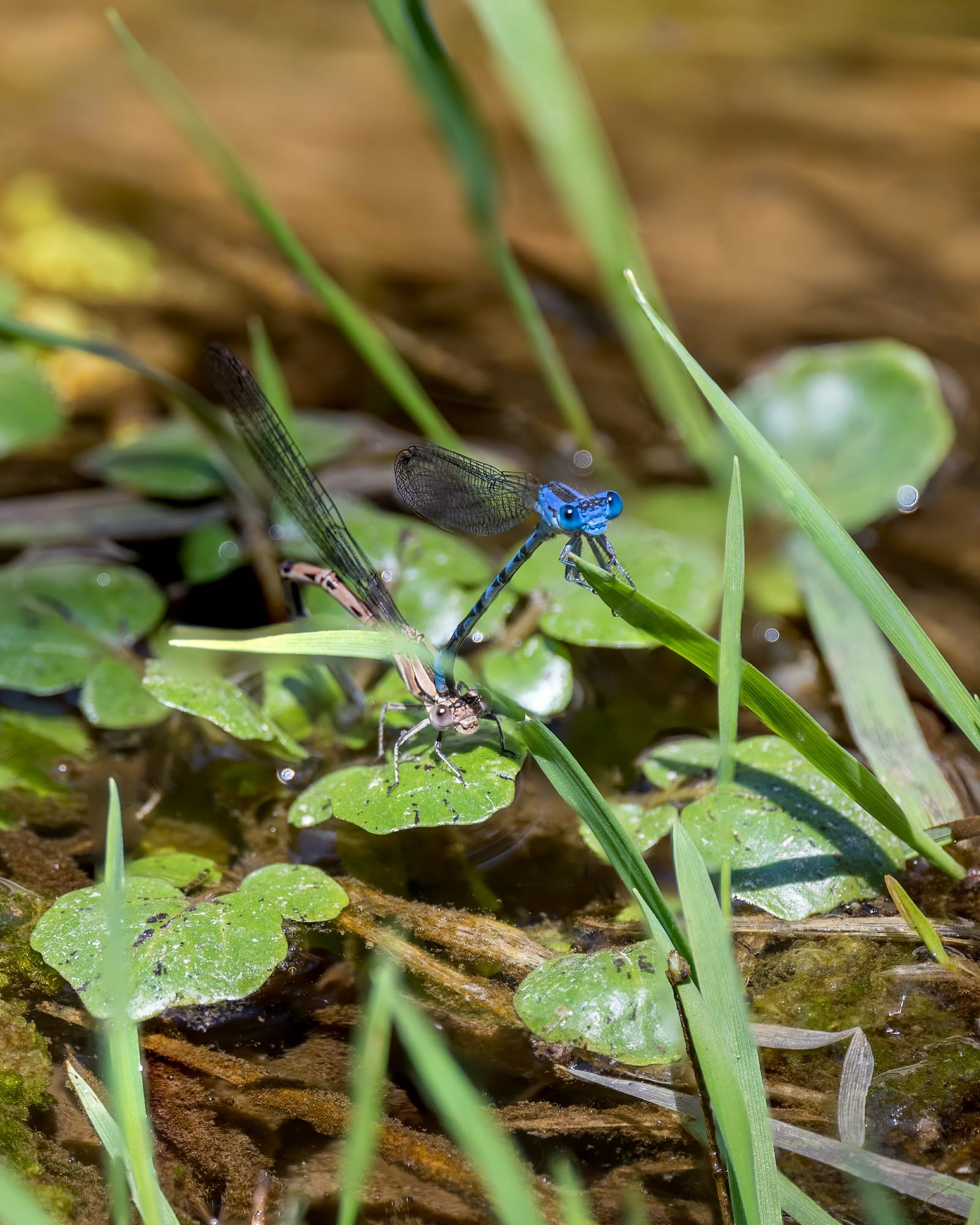 Photo from “Dragonflies”