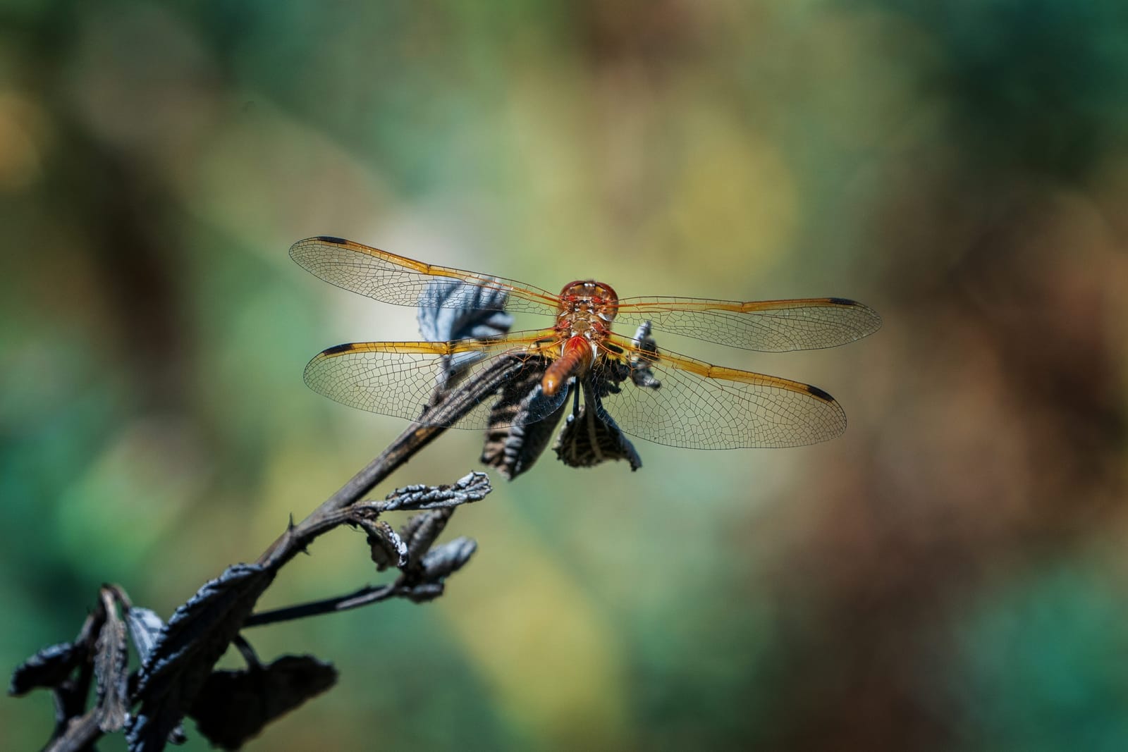 Photo from “Dragonflies”