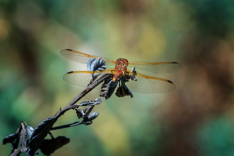 Photo from “Dragonflies”