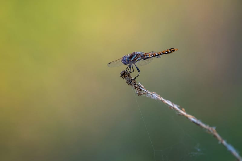 Photo from “Dragonflies”