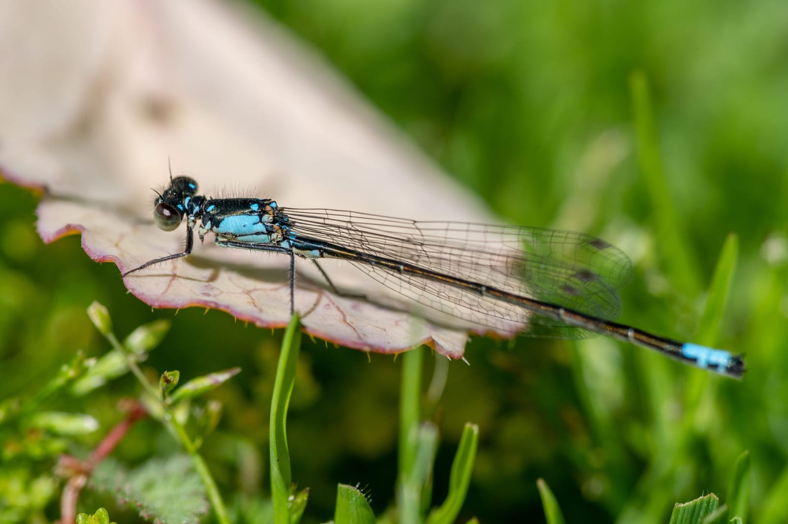 Photo from “Dragonflies”