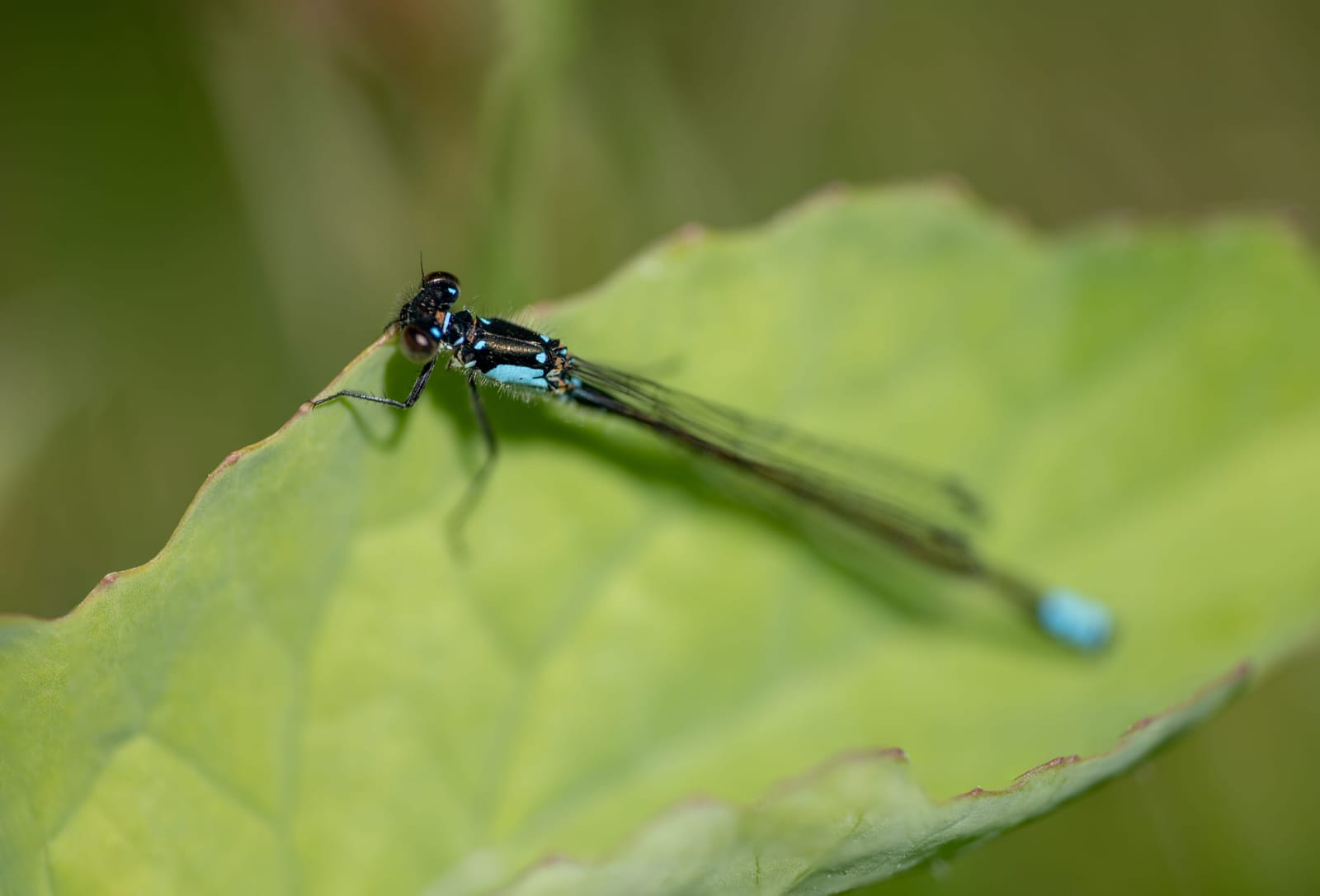 Photo from “Dragonflies”
