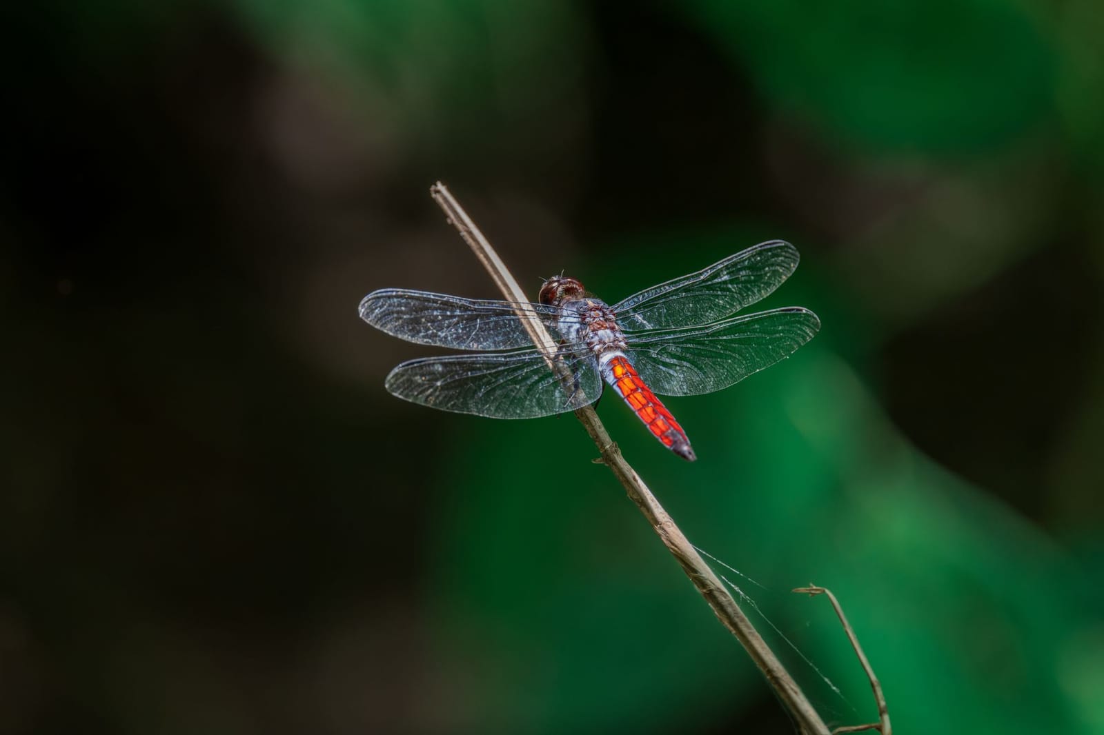 Photo from “Dragonflies”