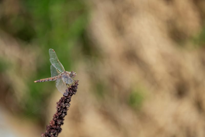 Photo from “Dragonflies”