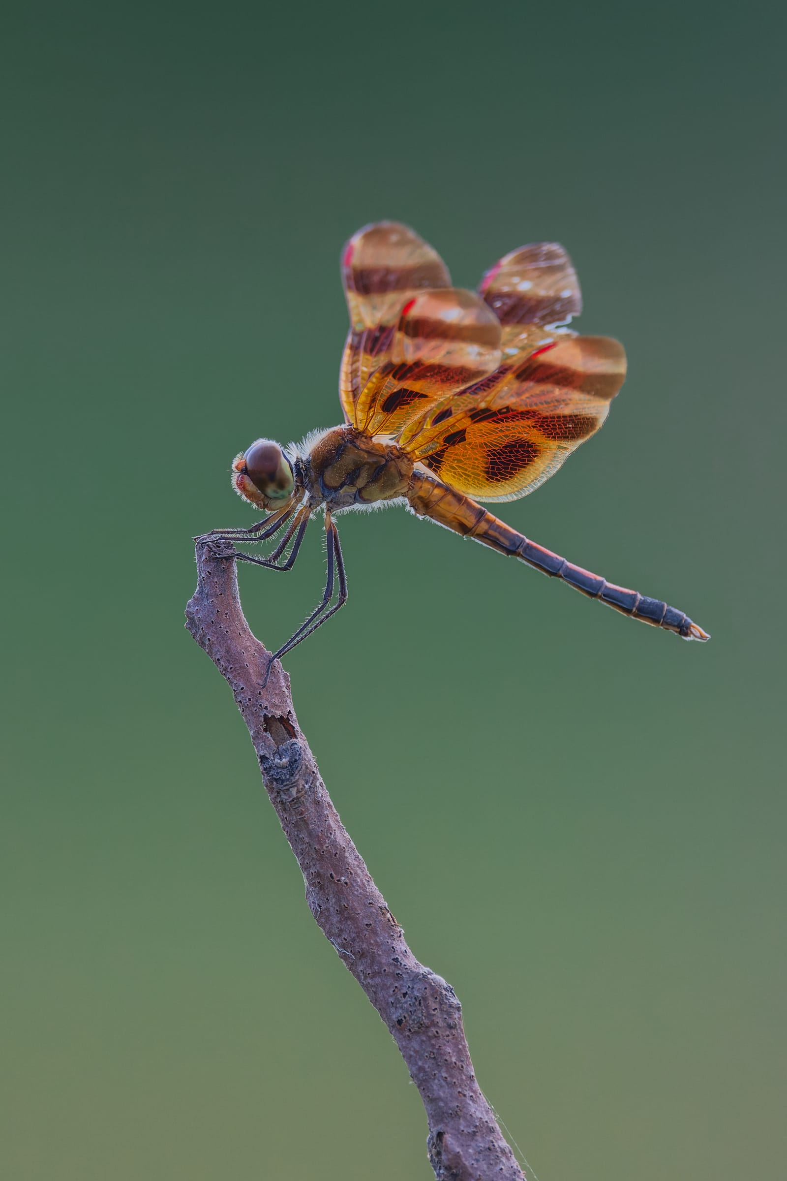 Photo from “Dragonflies”