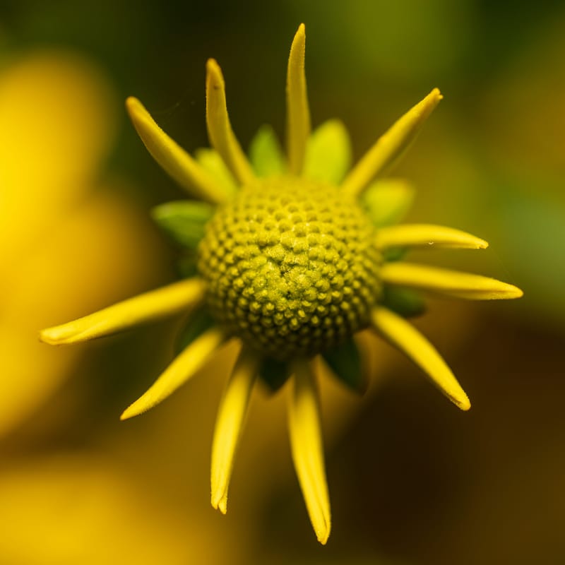 Photo from “Flowers”