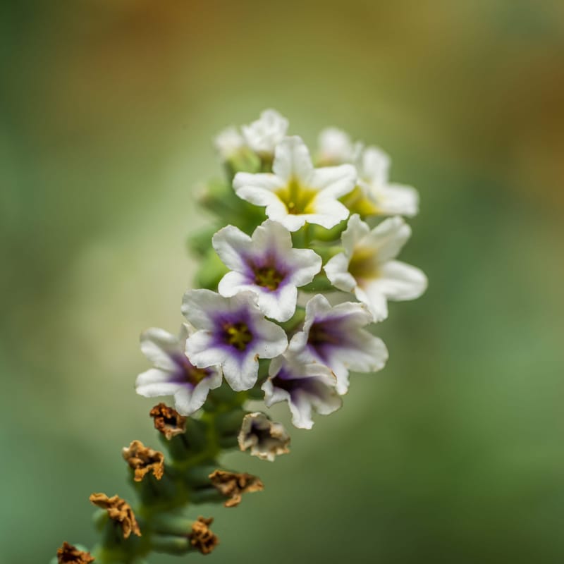 Photo from “Flowers”