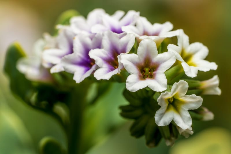 Photo from “Flowers”
