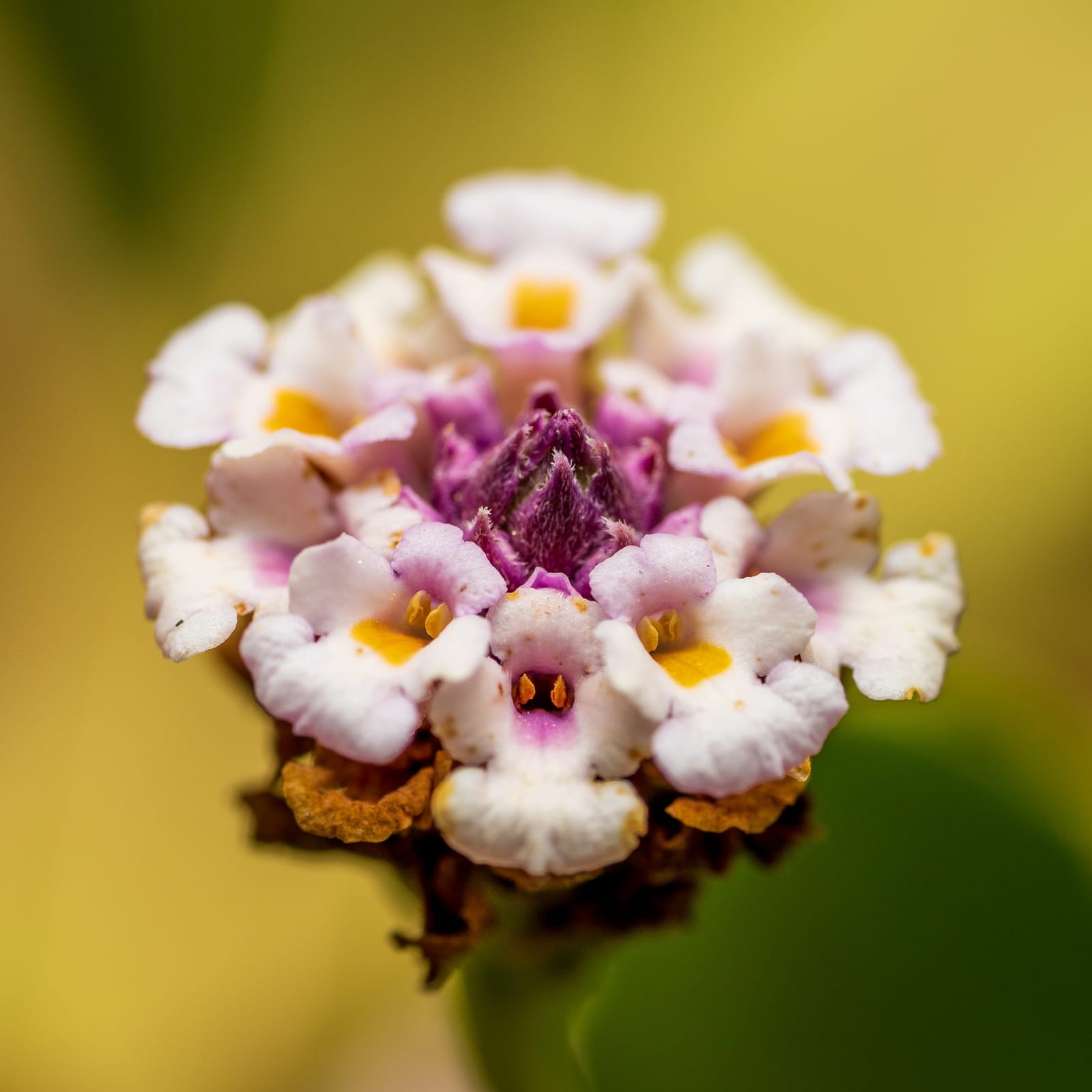 Photo from “Flowers”
