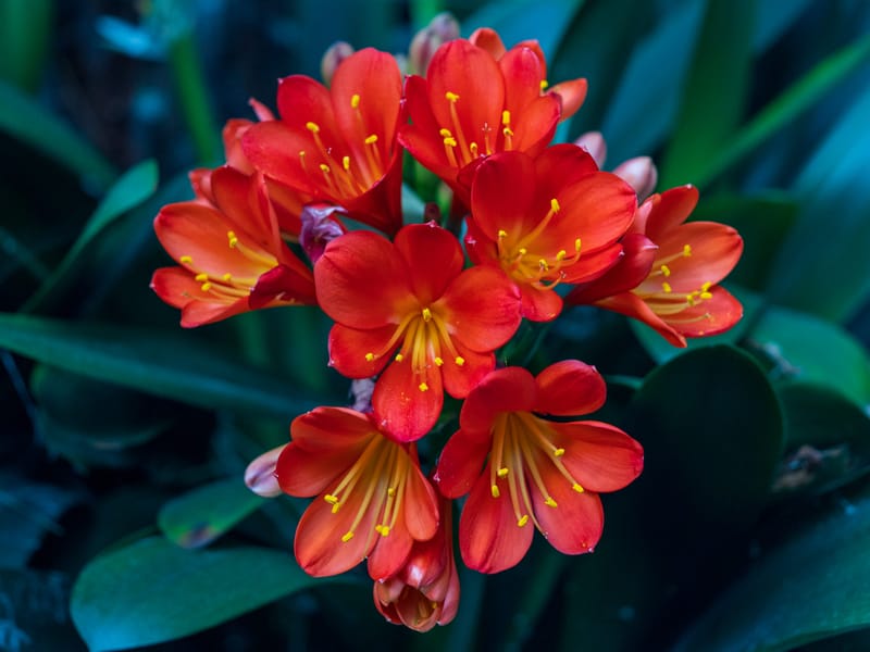 Photo from “Flowers”