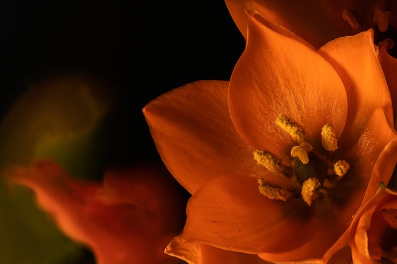 Photo from “Flowers”