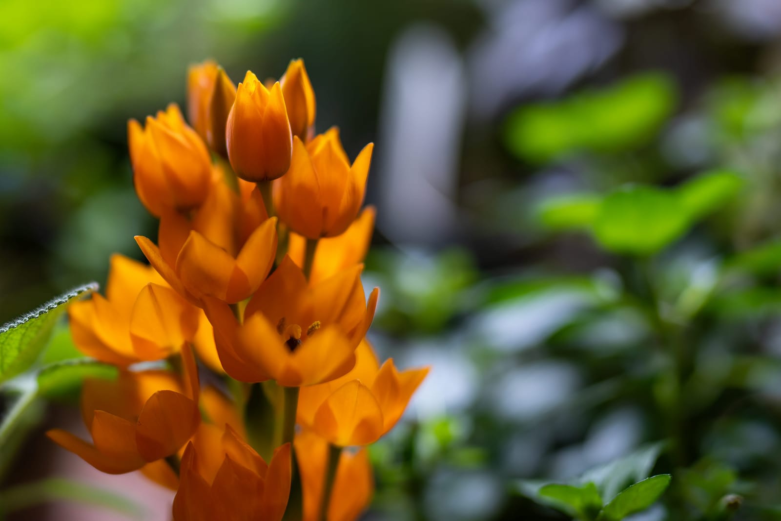 Photo from “Flowers”