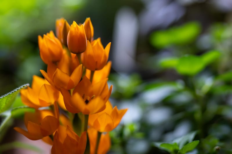 Photo from “Flowers”