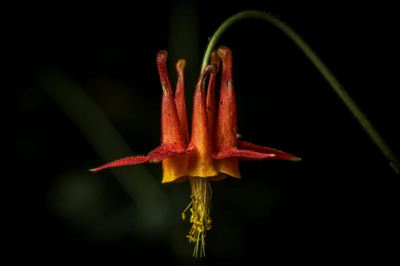 Photo from “Flowers”